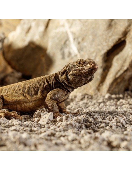 ExoTerra Stone Desert Bahariya Black