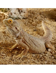 ExoTerra Stone Sonoran Ocher 2