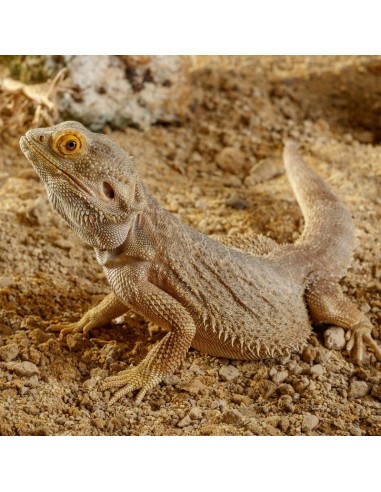 ExoTerra Stone Sonoran Ocher