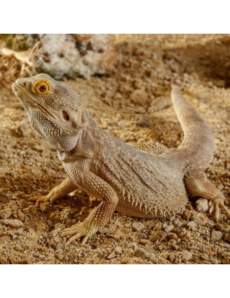 ExoTerra Stone Sonoran Ocher