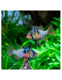 Mikrogeophagus ramirezi 2