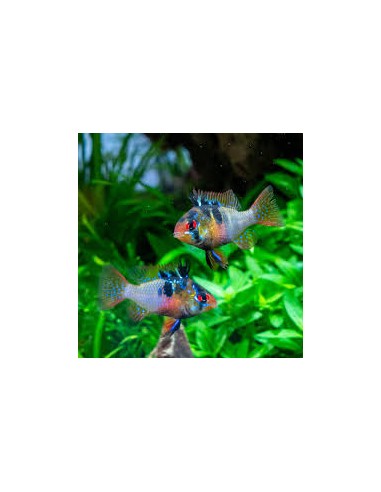 Mikrogeophagus ramirezi