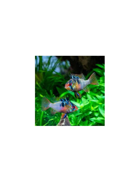 Mikrogeophagus ramirezi