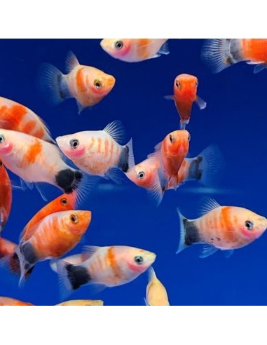Platy Red Tiger - Xiphophorus maculatus