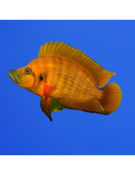 Altolamprologus compressiceps Gombe
