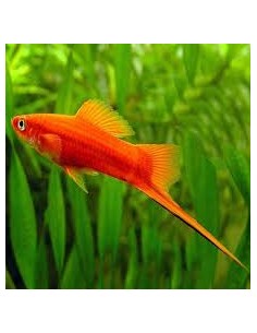 Xiphophorus helleri red 2