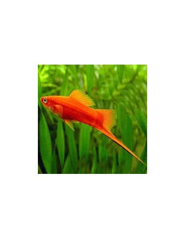 Xiphophorus helleri red