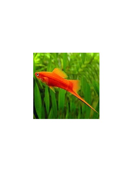 Xiphophorus helleri red