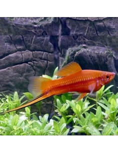 Xiphophorus helleri red
