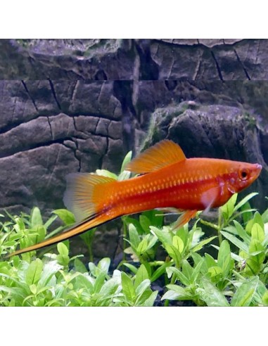 Xiphophorus helleri red