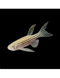 Brachydanio rerio XL