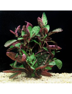 Hemygraphis exotica XXL