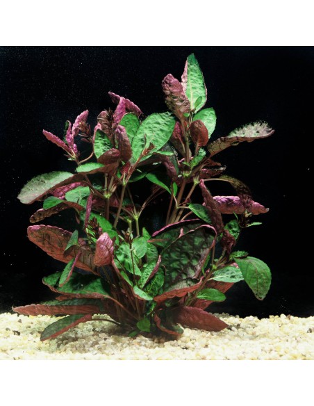 Hemygraphis exotica XXL