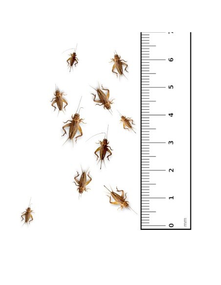 Grilli Acheta small 6-10mm - insetti da pasto