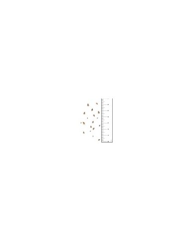 Grilli Acheta micro 1-5mm - insetti da pasto