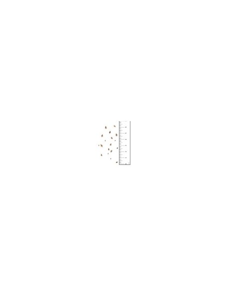 Grilli Acheta micro 1-5mm - insetti da pasto