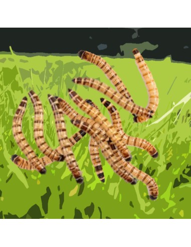 Caimani small - insetti da pasto