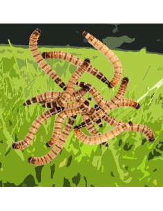 Caimani small - insetti da pasto 2