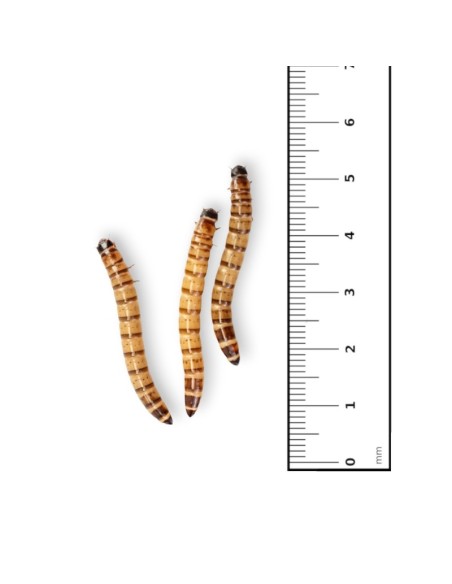 Caimani small - insetti da pasto