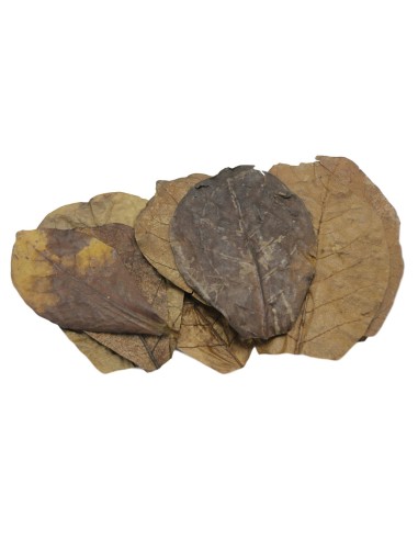 Foglie di Catappa Nano