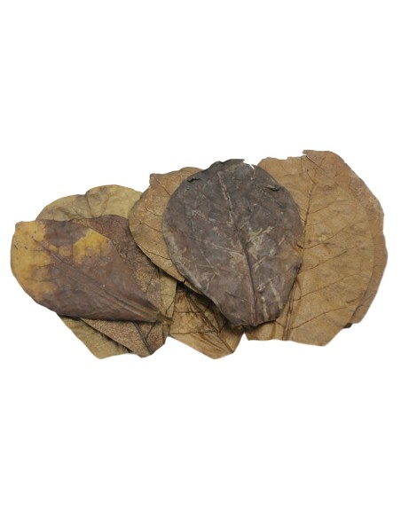 Foglie di Catappa Nano