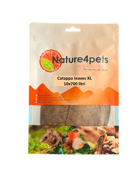 Foglie di Catappa XL - Confezione da 10 foglie