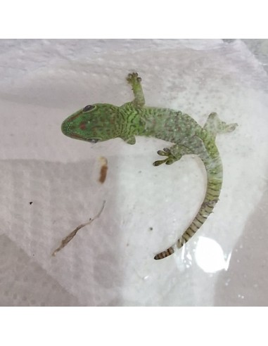 Phelsuma Grandis (Geco del Madagascar)
