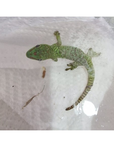 Phelsuma Grandis (Geco del Madagascar)