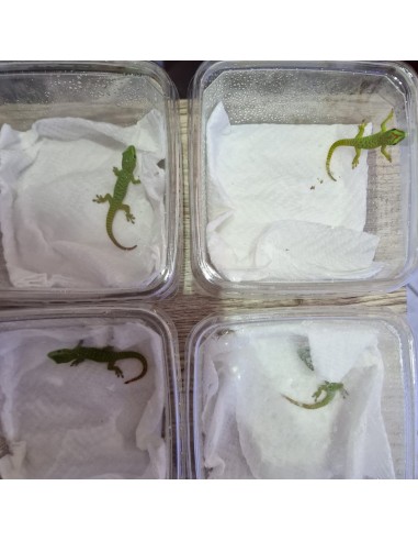 Phelsuma Grandis (Geco del Madagascar)