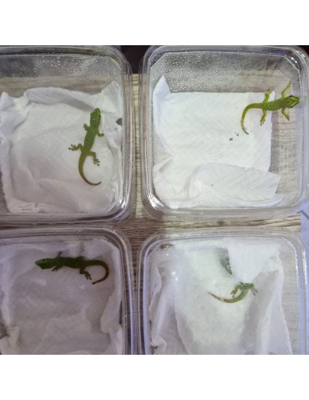 Phelsuma Grandis (Geco del Madagascar)