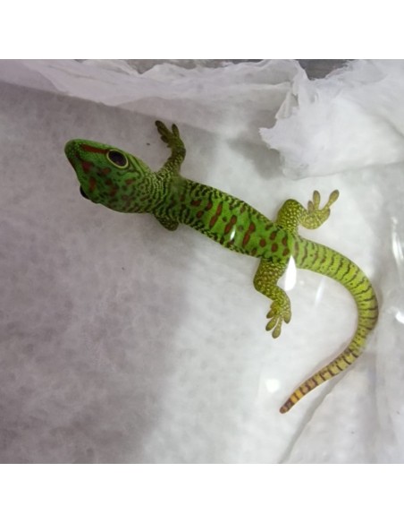 Phelsuma Grandis (Geco del Madagascar)