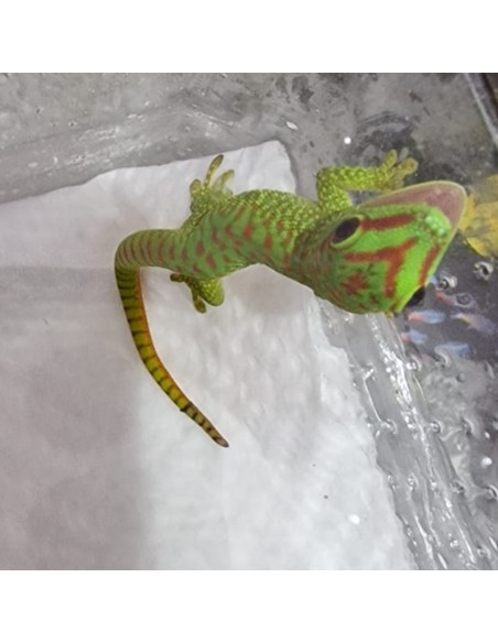 Phelsuma Grandis (Geco del Madagascar)