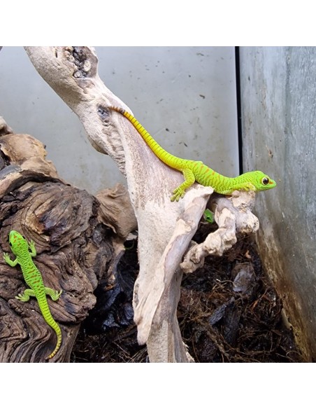 Phelsuma Grandis (Geco del Madagascar)