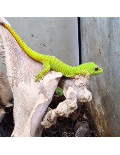 Phelsuma Grandis (Geco del Madagascar)