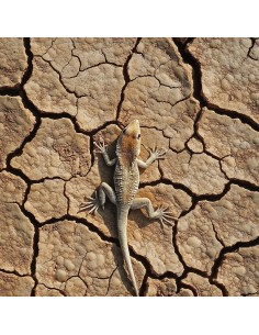 Argilla per terrario Aventerra Svezia LEOPARD Marrone... 2