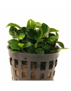 Anubias barteri Nana mini