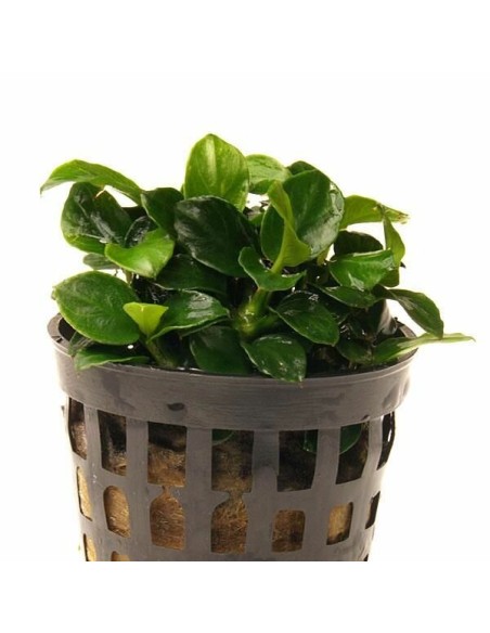 Anubias barteri Nana mini