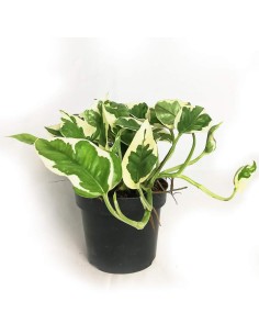 Scindapsus N'Joi (pothos)