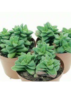 Crassula springtime