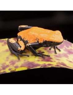 Adelphobates galactonotus ”orange”