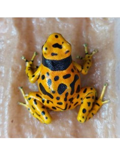 Dendrobates Leucomelas Bolivar