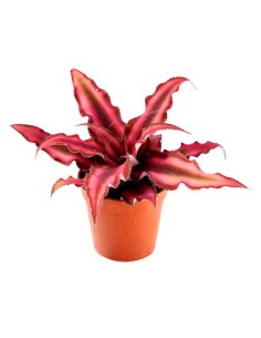 Cryptanthus red star