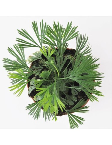 Actiniopteris australis