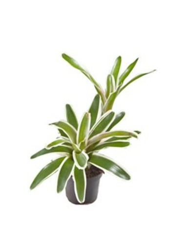 Neoregelia Fireball Variegata