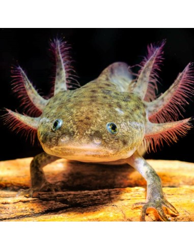 Ambystoma mexicanum (Axolotl)
