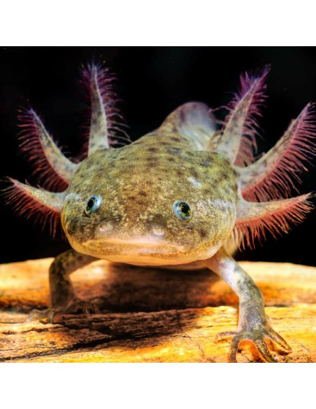 Ambystoma mexicanum (Axolotl)