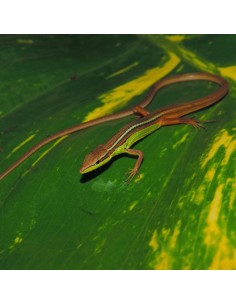 Takydromus sexlineatus