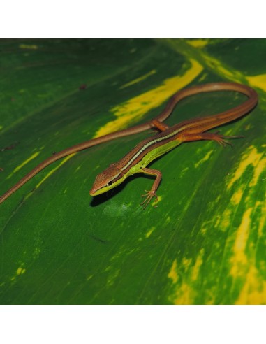 Takydromus sexlineatus