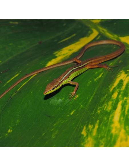 Takydromus sexlineatus
