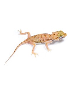 Stenodactylus Petrii